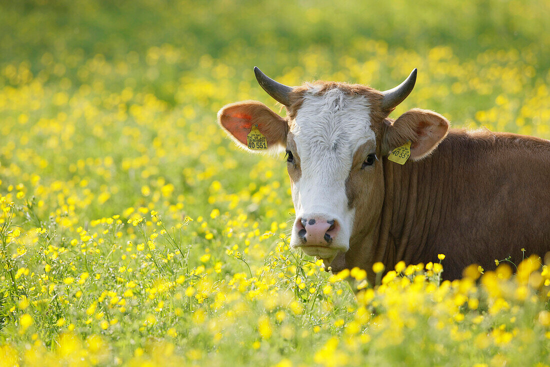 Junge Rinder auf Frühlingswiese, Münsing, Bayern Deutschland