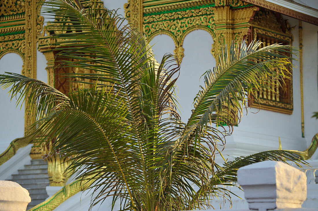 Palme vor dem Wat Ho Pha Bang, Königspalast, Luang Prabang, Laos, Südostasien, Asien