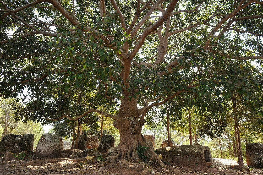 Plain of Jars, megalithic stone jars under a rubber tree, Ficus Elastica, Site 3, Phonsavan, Xieng Khouang, Laos