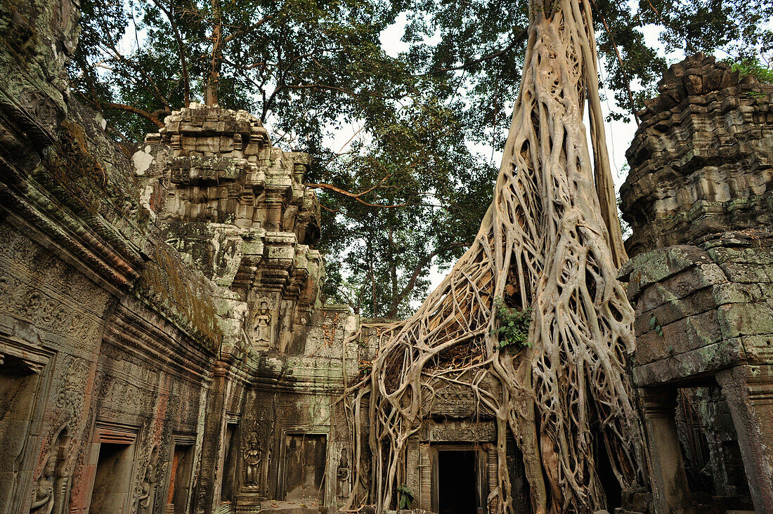 Ficus Strangulosa tree growing over a doorway in the ancient ruins of Ta Prohm, Angkor, Cambodia, Asia