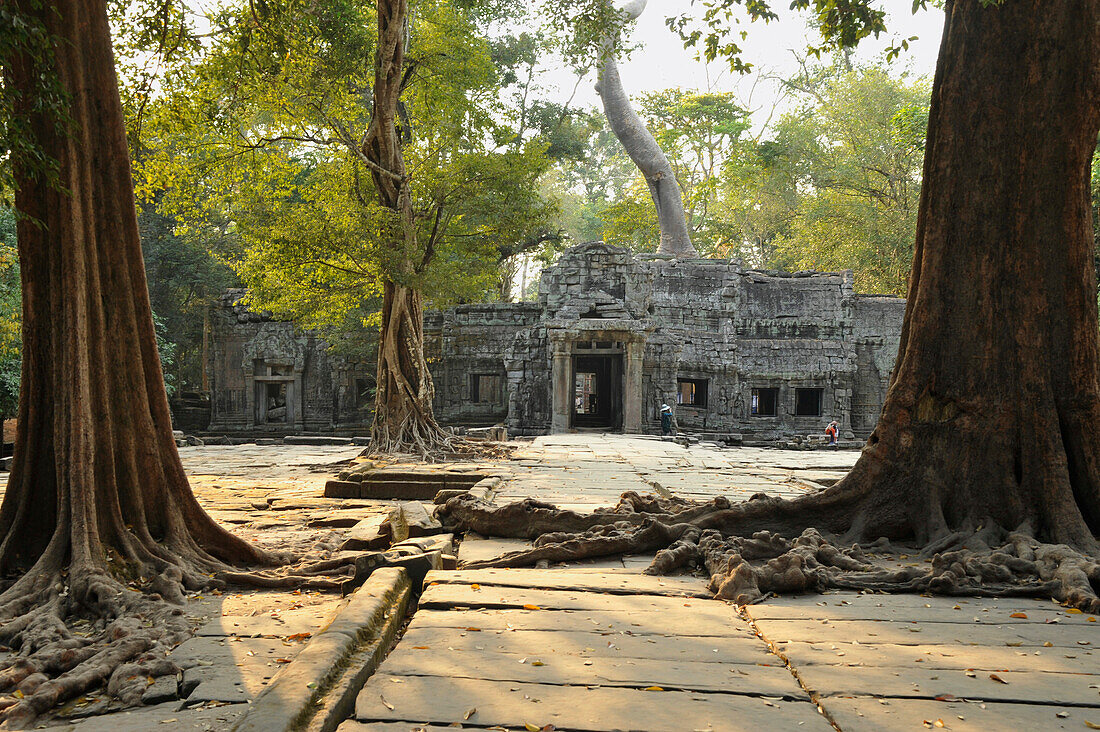 Bäume vor dem Eingang zum verwunschenen Tempel Ta Prohm, Angkor, Kambodscha, Asien