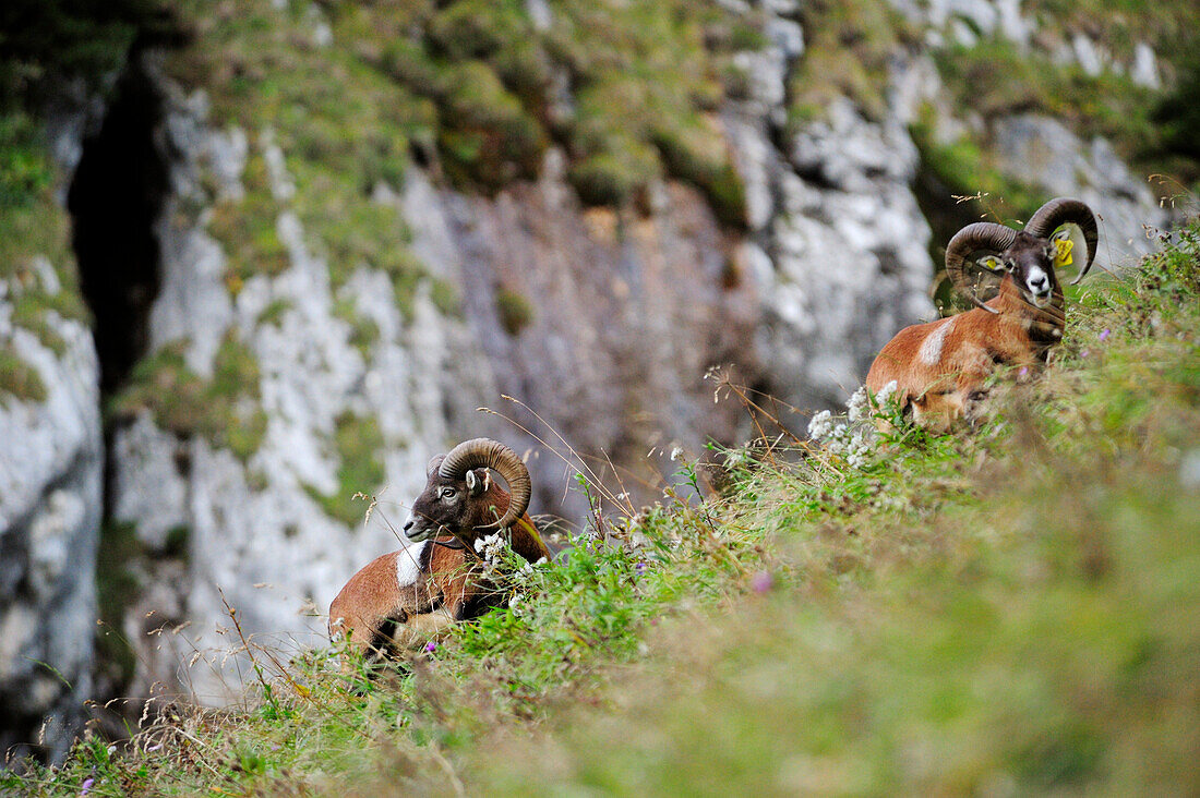 Mouflon, Ovis musimon, Vorderes Sonnwendjoch, Rofan range, Brandenberg Alps, Tyrol, Austria