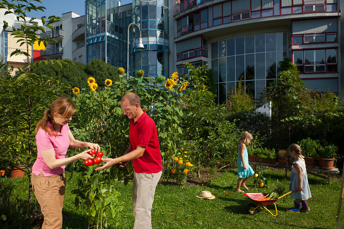 Familie, Mädchen, Mann, Frau ernten Tomaten im städtischen Schrebergarten, Urban Gardening, Urban Farming, Stadtgarten, Stuttgart, Baden Württemberg, Deutschland