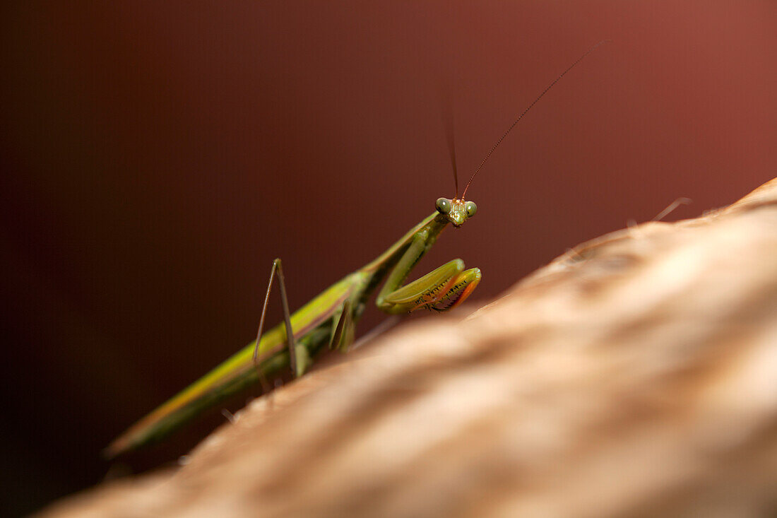 Praying Mantis insect on a basket, Santa Teresa di Gullara, Sardinia, Italy, Europe