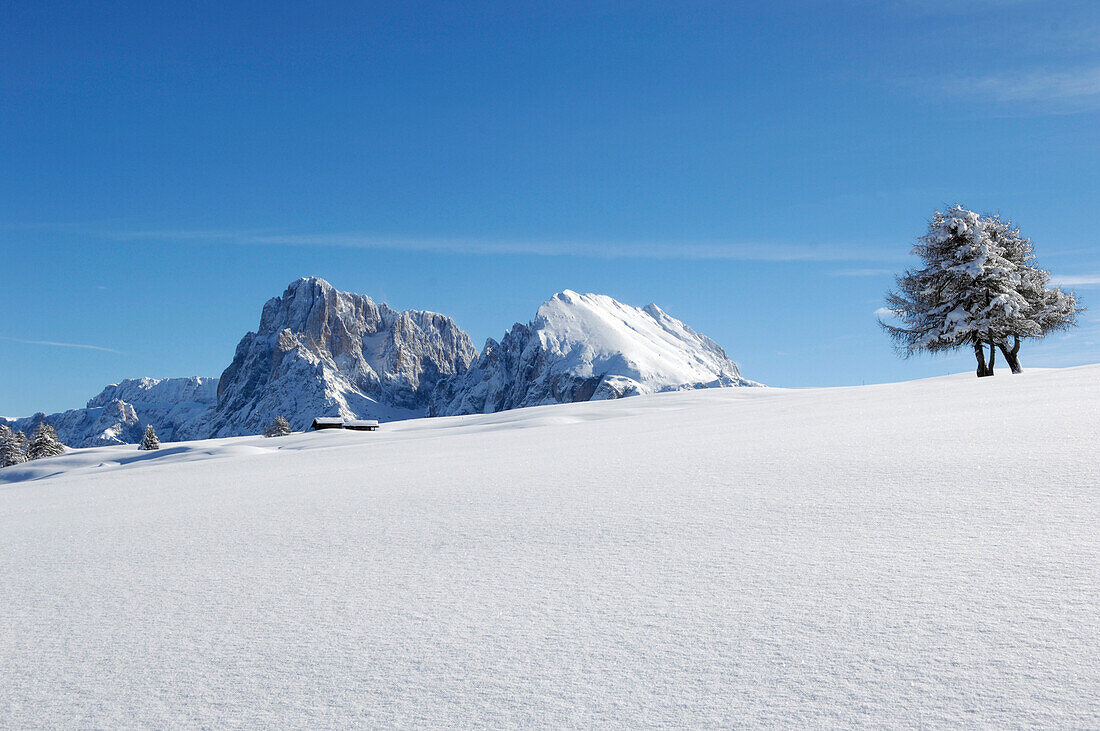 Neuschnee, Plattkofelalm, Seiser Alm, Valle Isarco, Südtirol, Trentino-Alto Adige, Italien