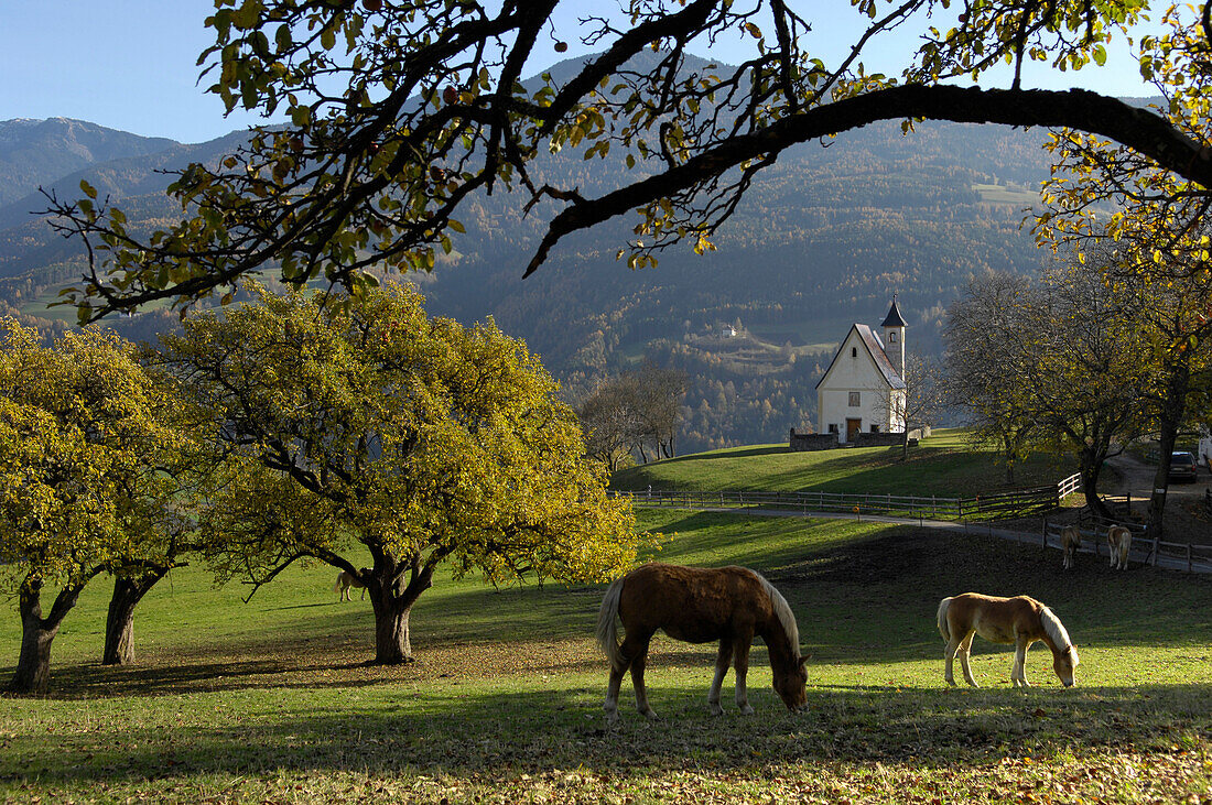 Haflinger horses graizing,  farmstead chapel, Toerggelen, Keschtnweg, Moar zu Viersch, Valle Isarco, Südtirol, Italien, South Tyrol, Trentino-Alto Adige, Italy