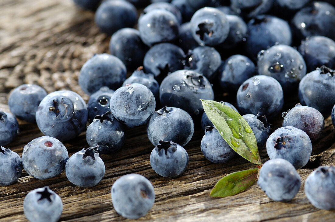 Blaubeerenernte am Tisch, Südtirol, Trentino-Alto Adige, Italien