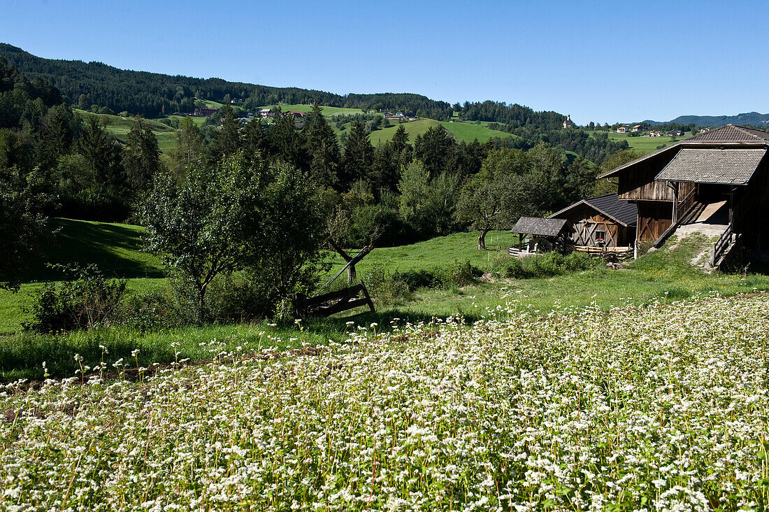 Blumenwiese und Bauernhaus im Sonnenlicht, Kastelruth, Schlern, Alto Adige, Südtirol, Italien, Europa