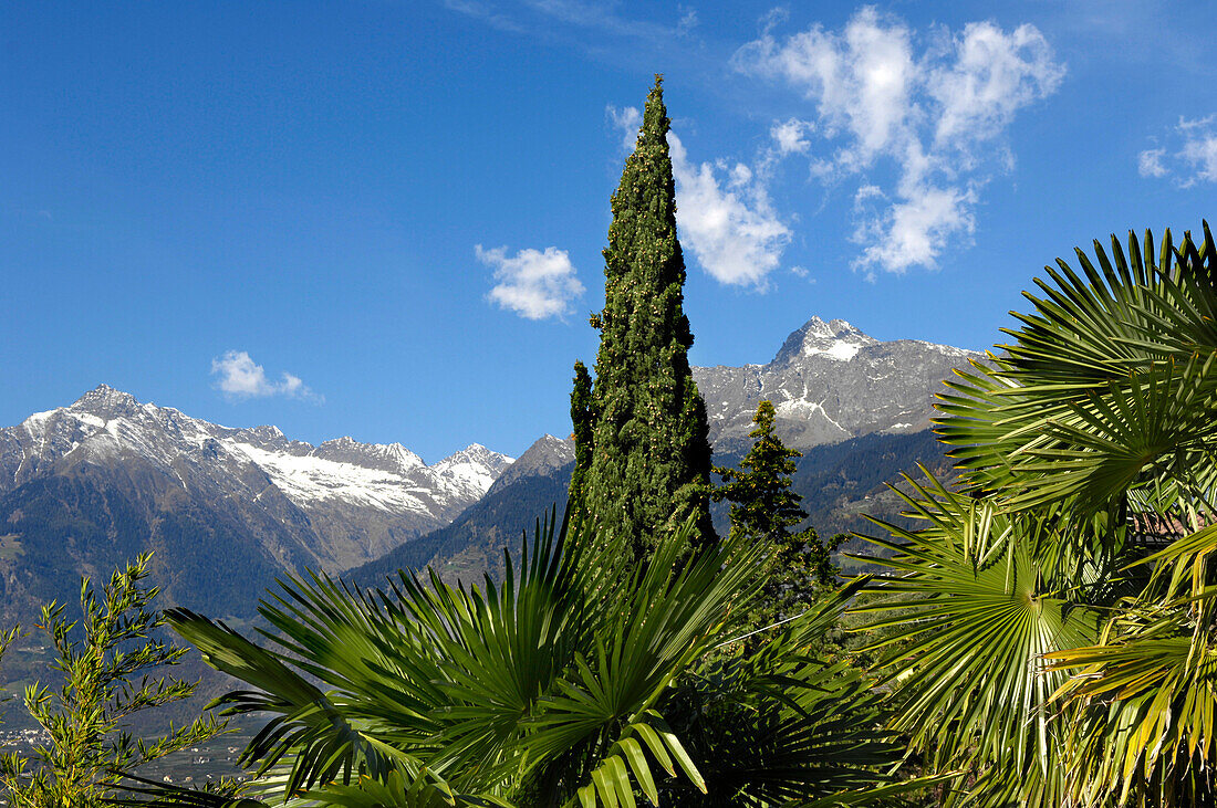 Palm trees at Tappeiner promenade in the sunlight, Merano, Burggrafenamt, Alto Adige, South Tyrol, Italy, Europe