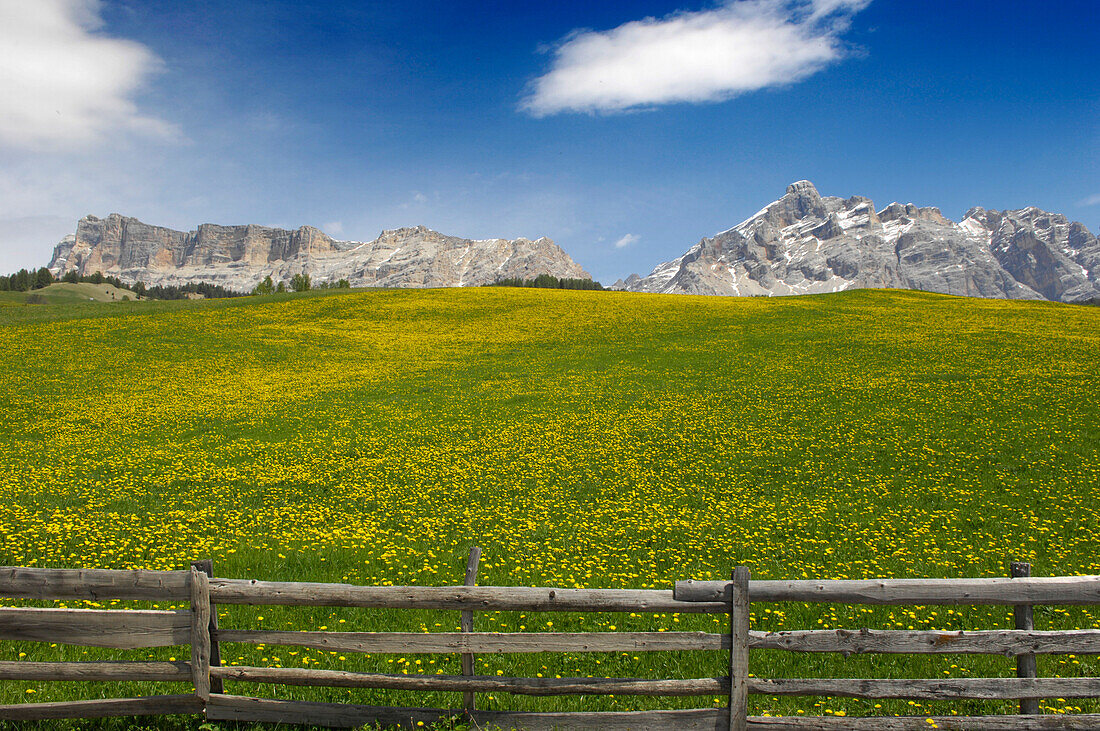 Blumenwiese vor Bergen im Sonnenlicht, St. Kassian, Gadertal, Alto Adige, Südtirol, Italien, Europa