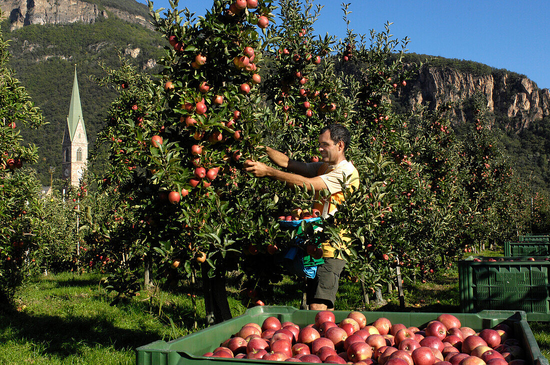 Apple harvest, one person picking apples, Terlan, Etsch valley, Alto Adige, South Tyrol, Italy, Europe
