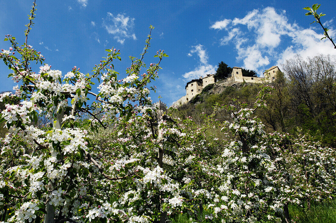 Blooming apple trees in front of Sigmundskron castle, Vinschgau, Alto Adige, South Tyrol, Italy, Europe