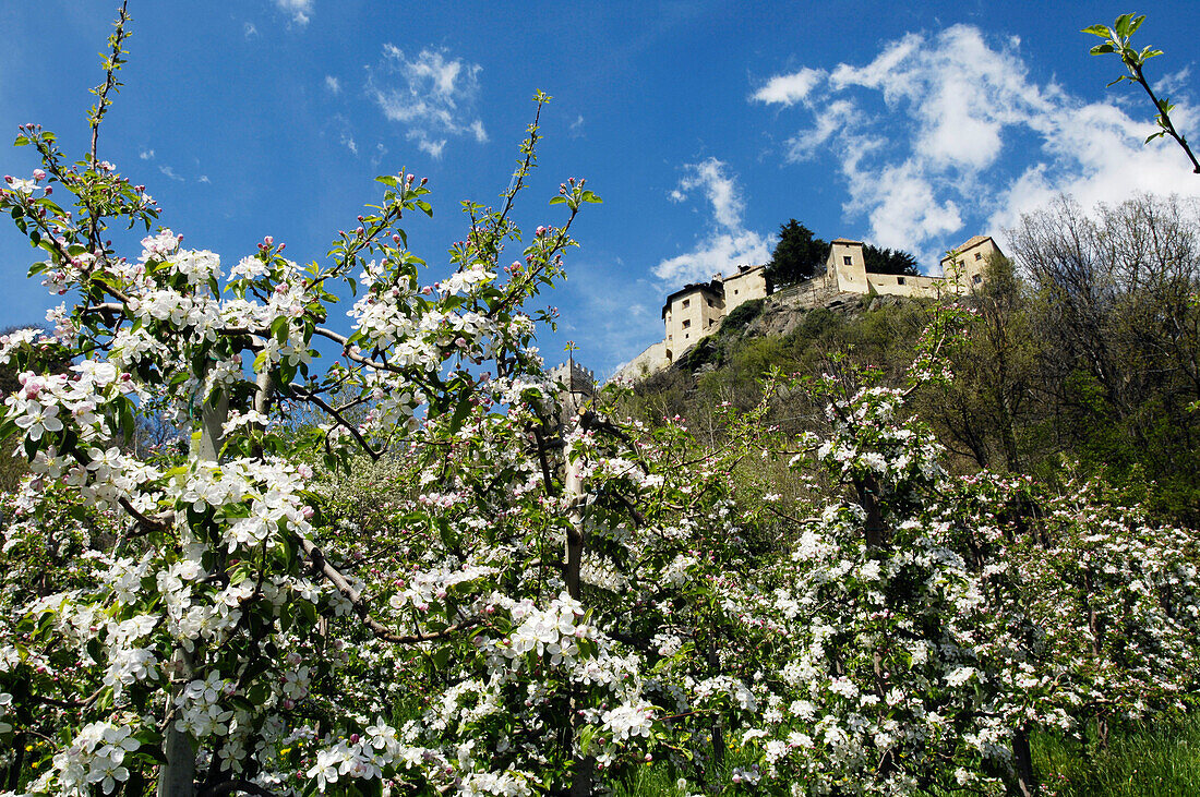 Blühende Apfelbäume vor Schloss Sigmundskron, Vinschgau, Alto Adige, Südtirol, Italien, Europa