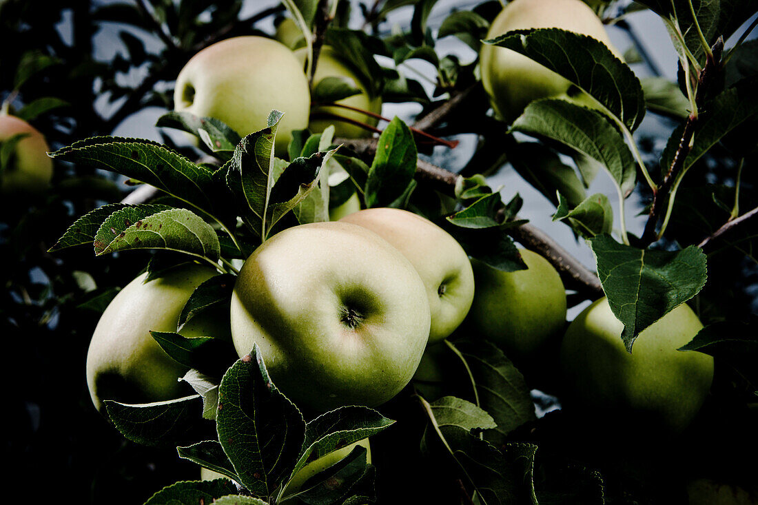 Golden Delicious apples