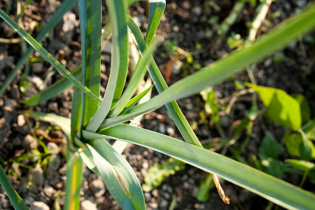 Close-up of leek