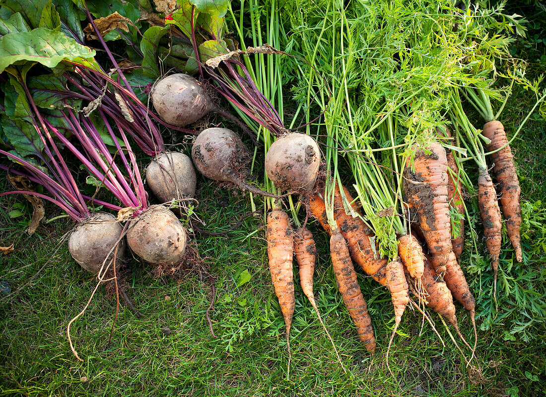 Close-up of freshly harvested carrots and beetroots