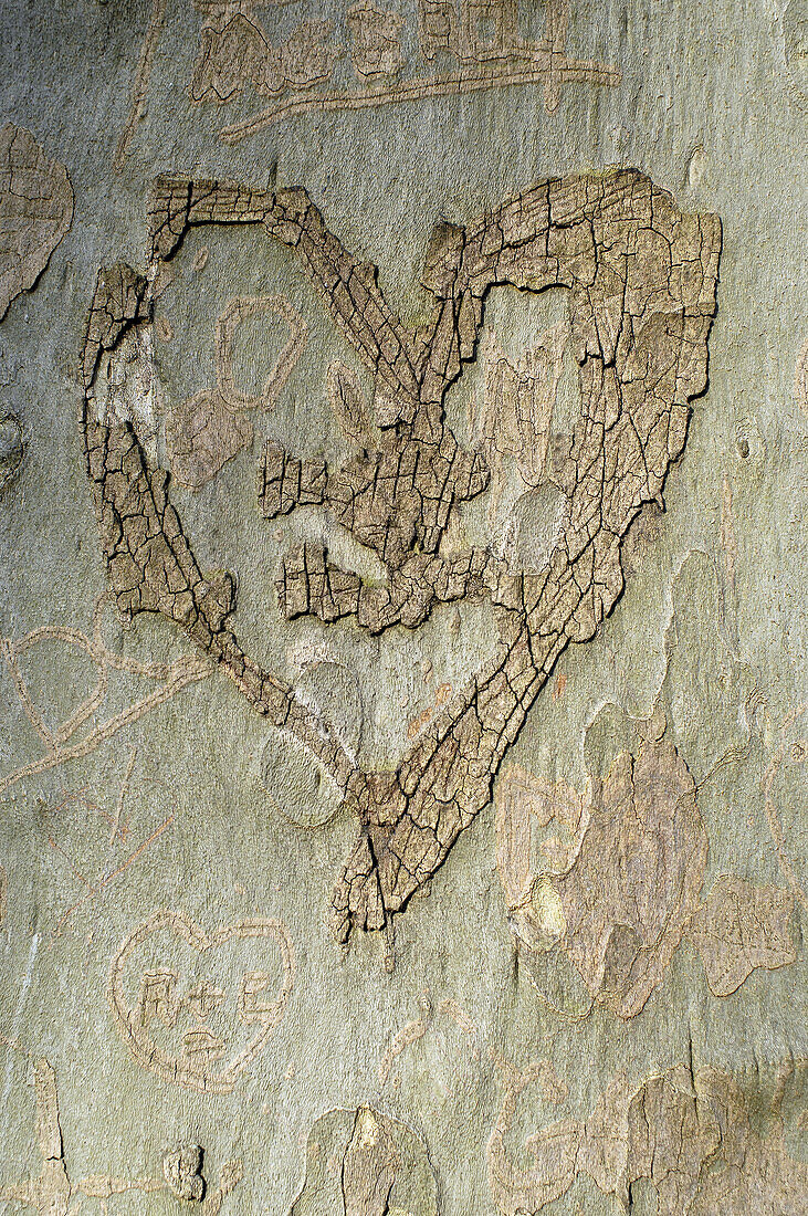 Heart on tree trunk