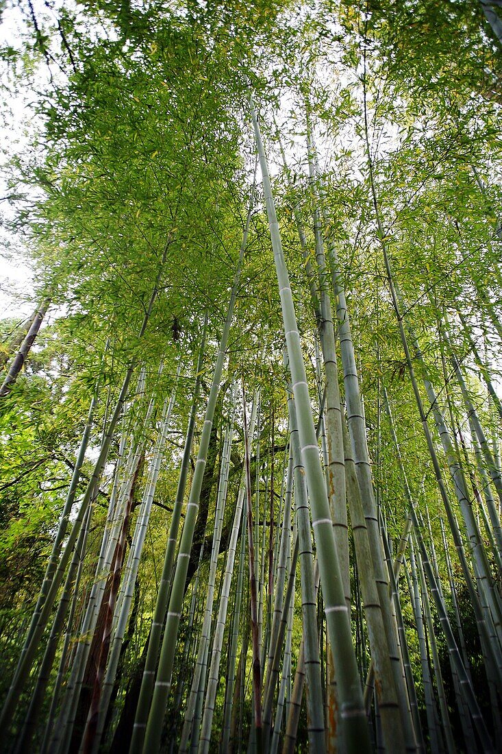 JAPON, KYOTO, Bamboo forest