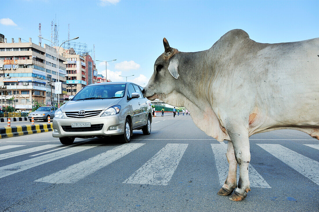 Heilige Kuh im Straßenverkehr, Straßenszene in Noida, Großraum Delhi, Uttar Pradesh, Indien
