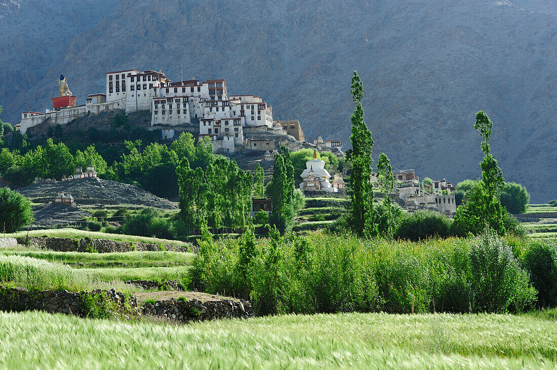 Getreidefelder mit Kloster Likir, Likir, Industal, Ladakh, Jammu und Kashmir, Indien