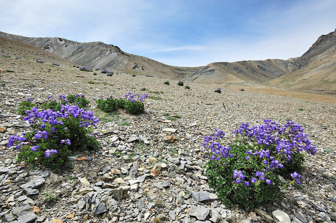 Bellflowers beneath pass, Sirsir La, between Honupatta and Photoksar, Zanskar Range Traverse, Zanskar Range, Zanskar, Ladakh, India