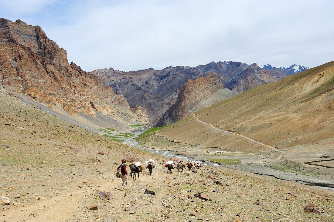 Tragtiere und Treiber steigen vom Pass Sirsir La ab nach Photoksar, Maultier, Großer Zanskar Trek, Zanskargebirge, Zanskar, Ladakh, Indien