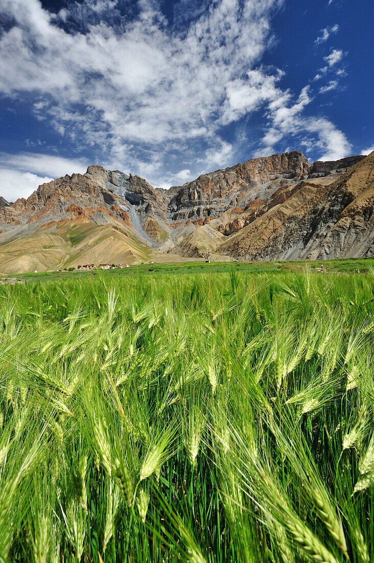 Dorf mit Getreidefeldern, Gongma, Großer Zanskar Trek, Zanskargebirge, Zanskar, Ladakh, Indien