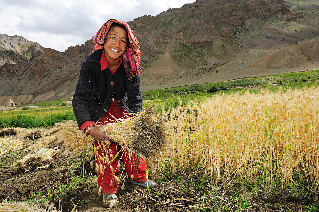 Frau erntet Getreide, Pigmo, Padum, Großer Zanskar Trek, Zanskargebirge, Zanskar, Ladakh, Indien