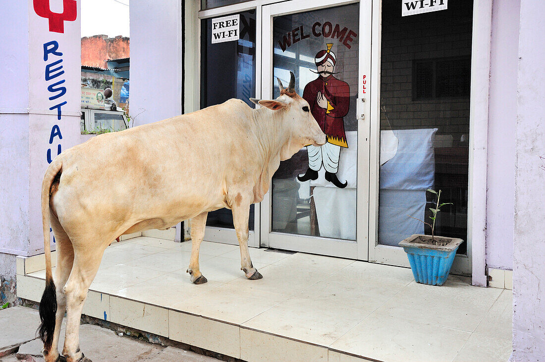 Heilige Kuh vor Eingangstüre zu Restaurant mit Werbung für freien Wi-Fi Internetzugang, Agra, Uttar Pradesh, Indien