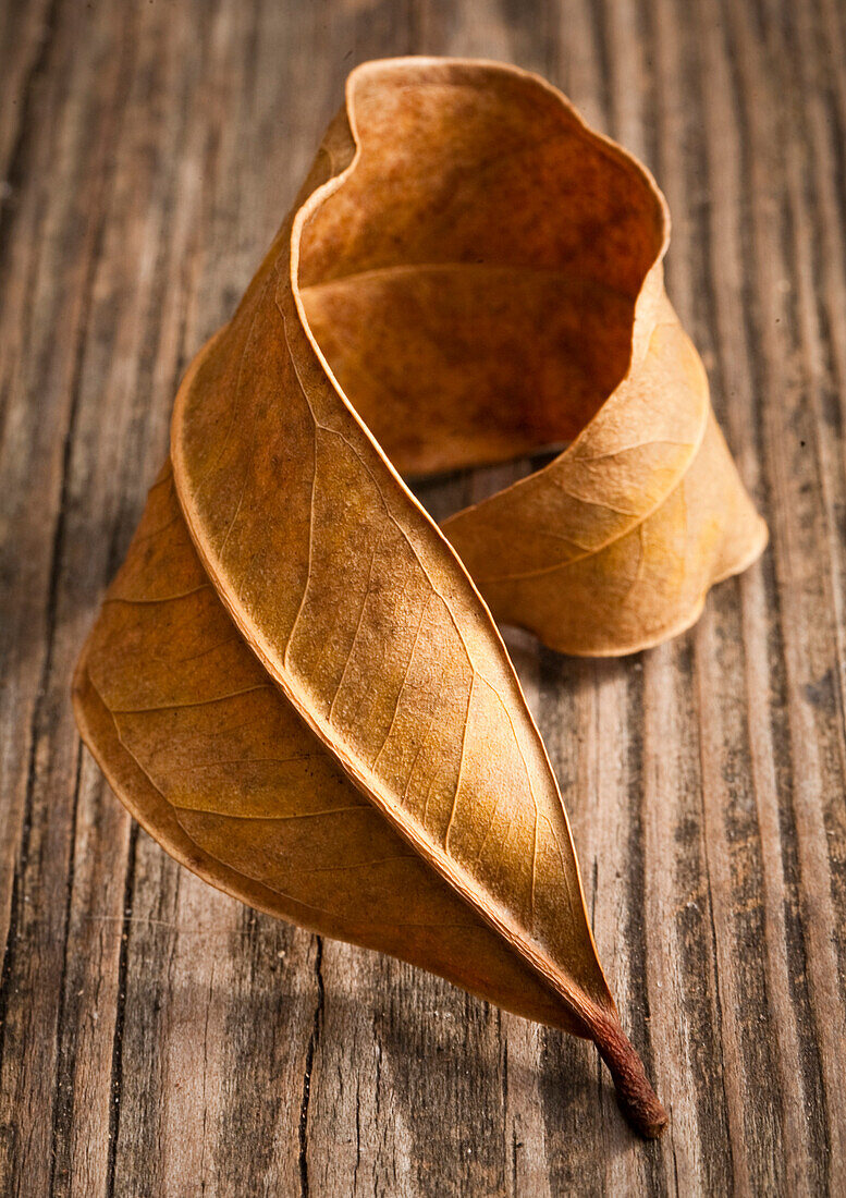 Dried Leaf on Wood Deck, Close-Up, High Angle View