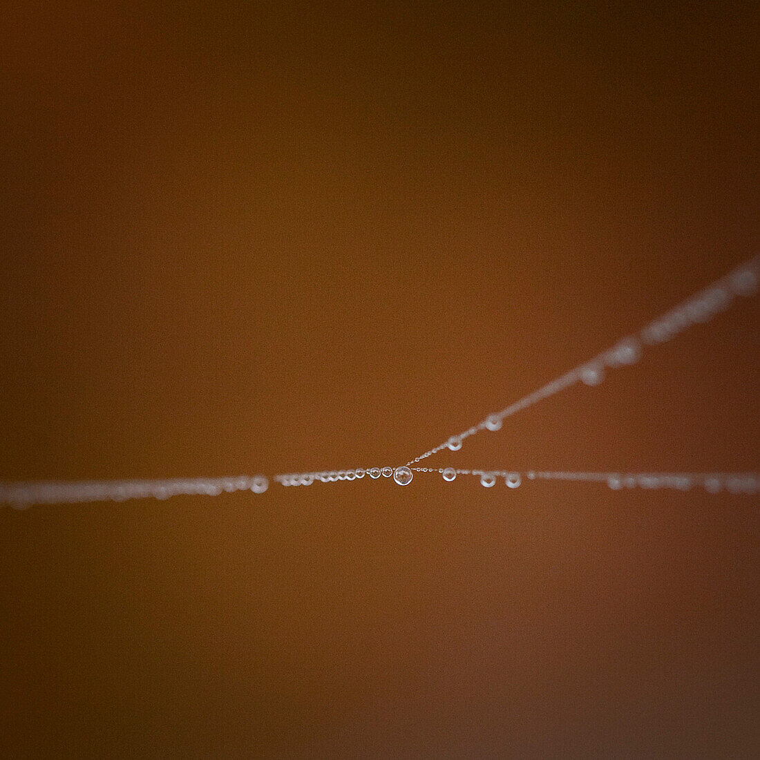 Dew on Spider Web, Close-Up