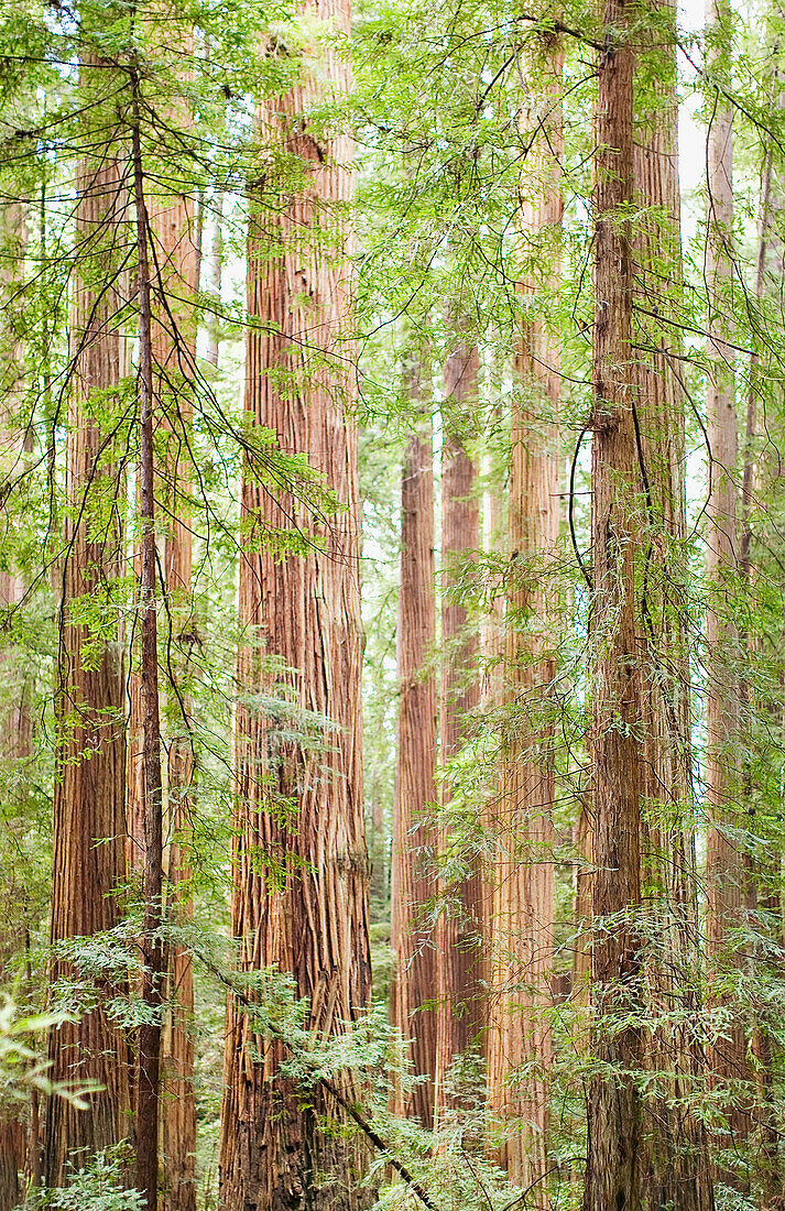 Redwood Trees, Northern California, USA