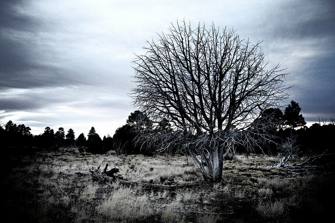 Dead Tree in Arid Field, Arizona, USA