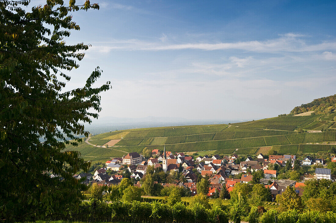 Weinberge in Ebringen, Markgräflerland, nahe Freiburg im Breisgau, Schwarzwald, Baden-Württemberg, Deutschland