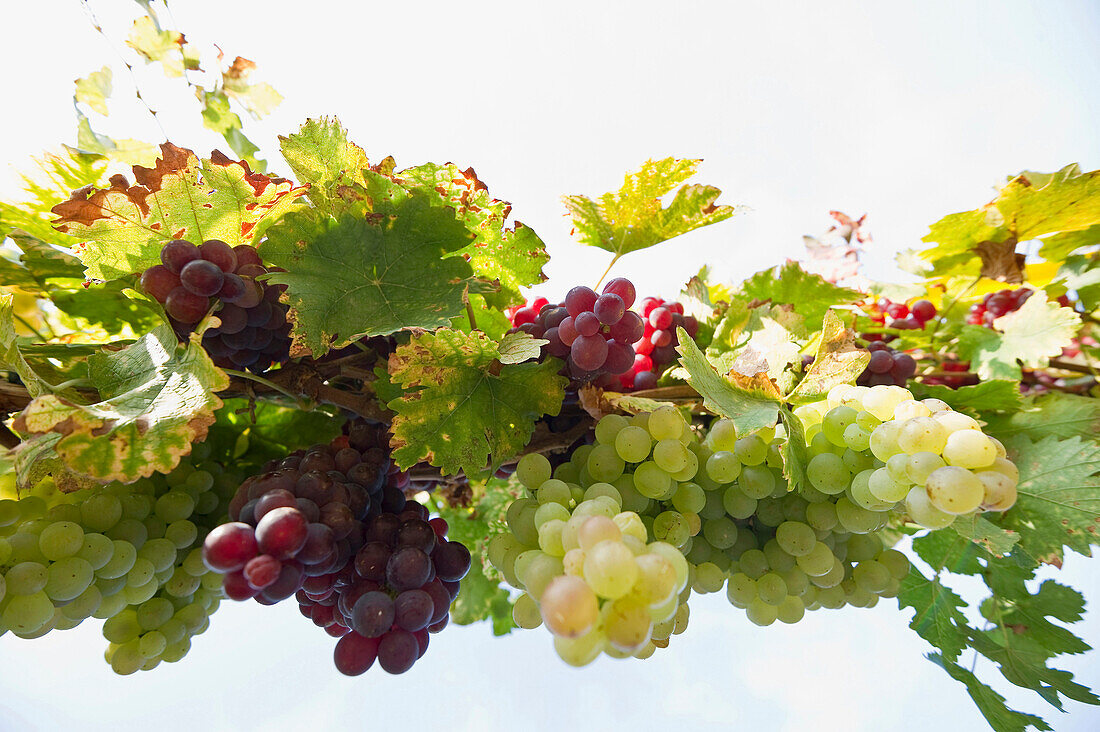 Red and white grapes, view from below, near Freiburg im Breisgau, Black Forest, Baden-Wurttemberg, Germany