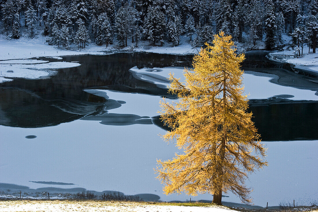 Winter landscape at Lake Palpuoga, Bergun, Grisons, Switzerland