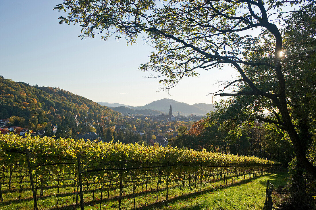 Weinreben in der Nähe von Freiburg im Breisgau, Schwarzwald, Baden-Württemberg, Deutschland
