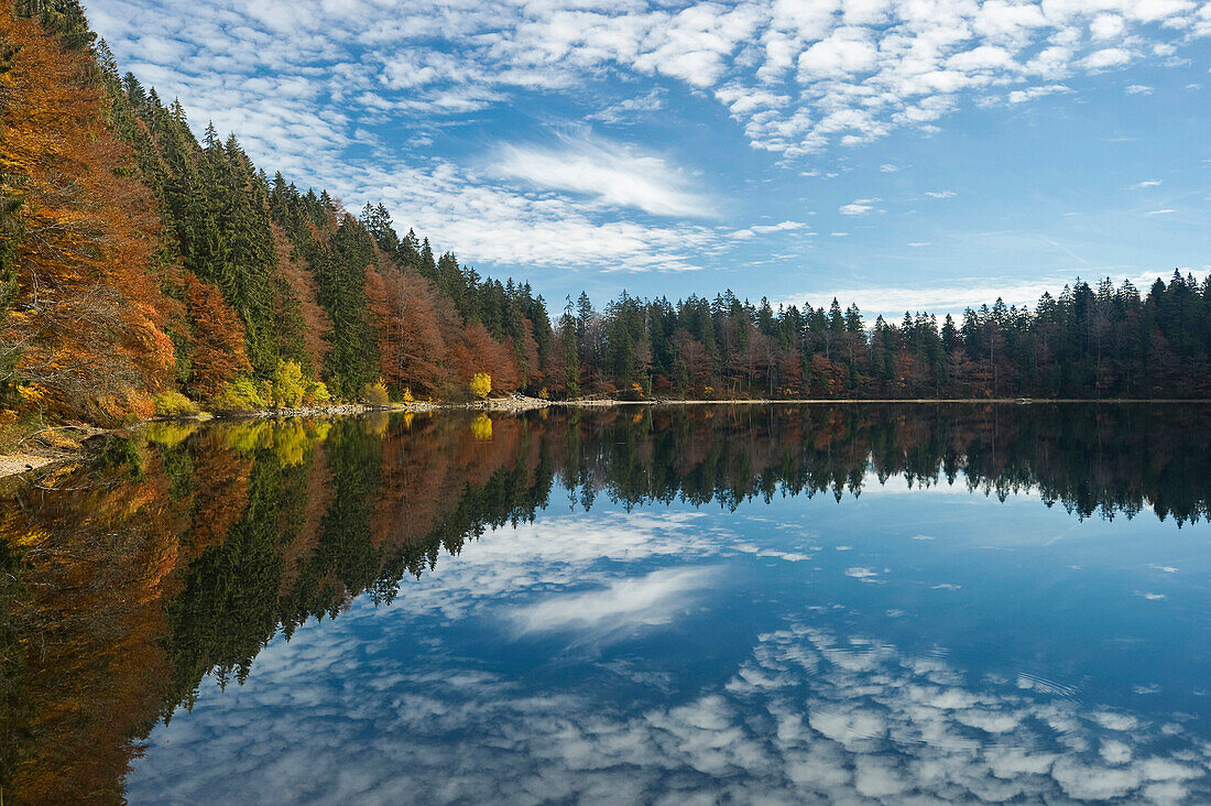 Reflection of trees in a lake, Feldsee, Feldberg, Black Forest, Baden-Wurttemberg, Germany