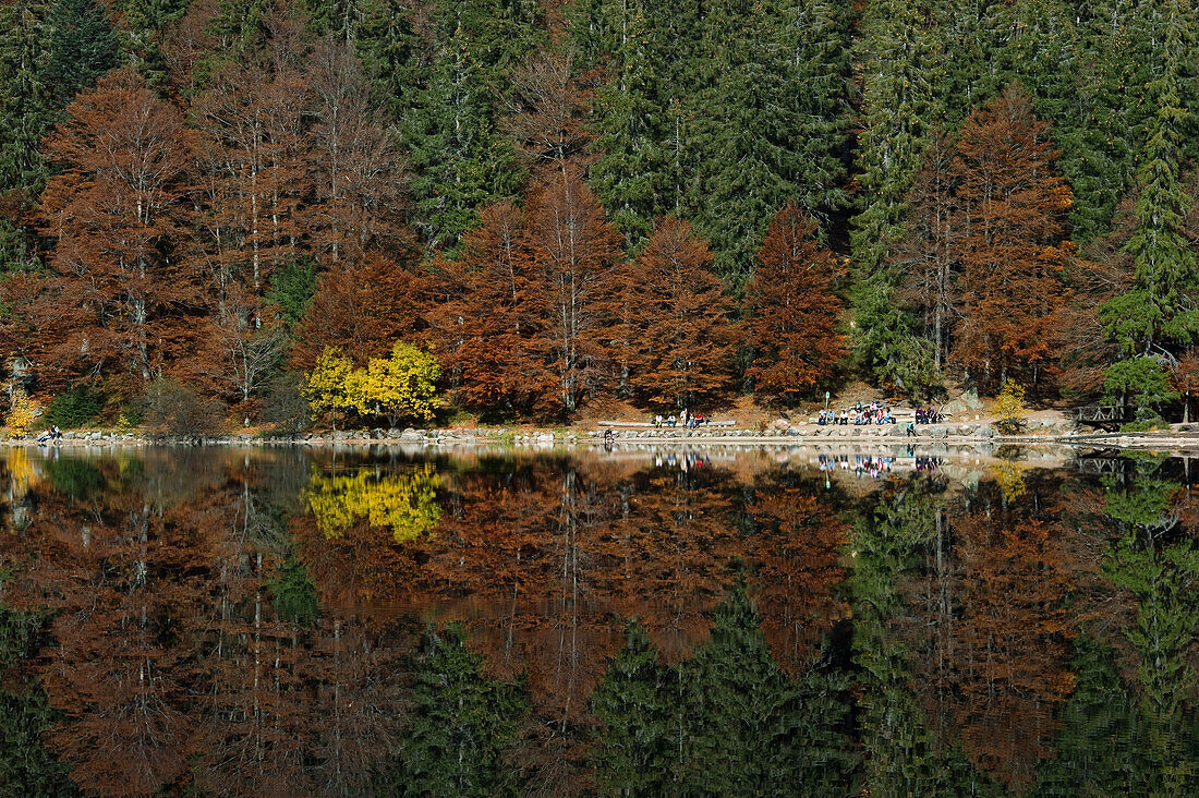 Reflection of trees in a lake, Feldsee, Feldberg, Black Forest, Baden-Wurttemberg, Germany