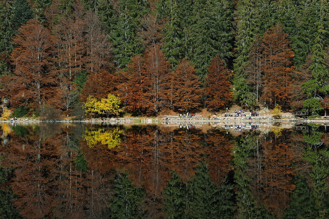 Spiegelung der Bäume im See, Feldsee, Feldberg, Schwarzwald, Baden-Württemberg, Deutschland