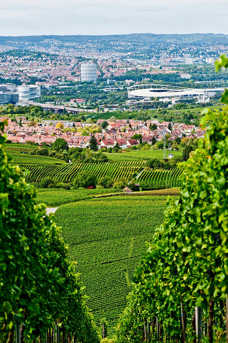 Blick auf Stuttgart duch die Weinberge, Stuttgart, Baden-Württemberg, Deutschland