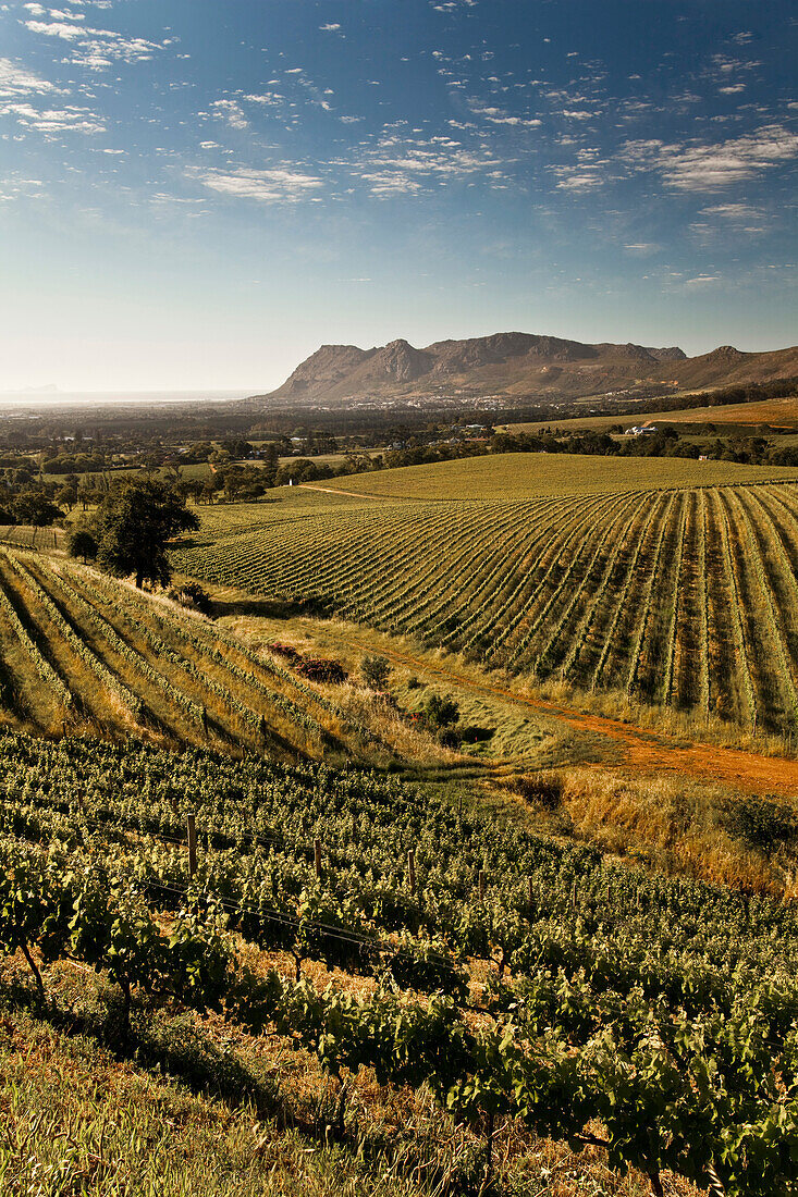 View onto the vineyards of the winery Klein Constantia, Constantia, Cape Town, Western Cape, South Africa, RSA, Africa