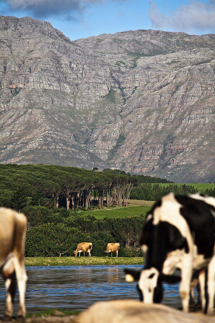 View onto vineyards and a water-reservoir against the Drakenstein Mountain Range around Stellenbosch, Western Cape, South Africa