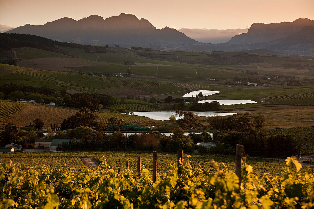 Blick über Weinberge des Weingutes Jordan bei Sonnenaufgang, Stellenbosch, Westkap, Südafrika, Afrika