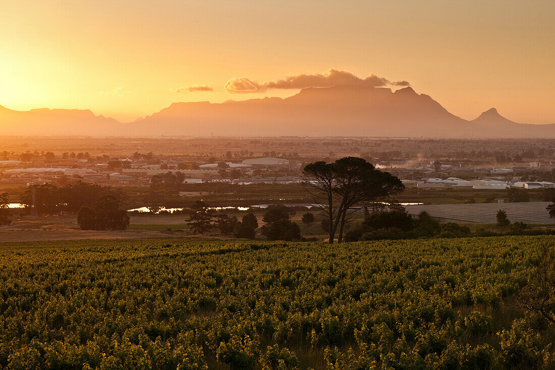 View onto vineyards of the winery Saxenburg towards Table Mountain at sunset, Stellenbosch, Western Cape, South Africa