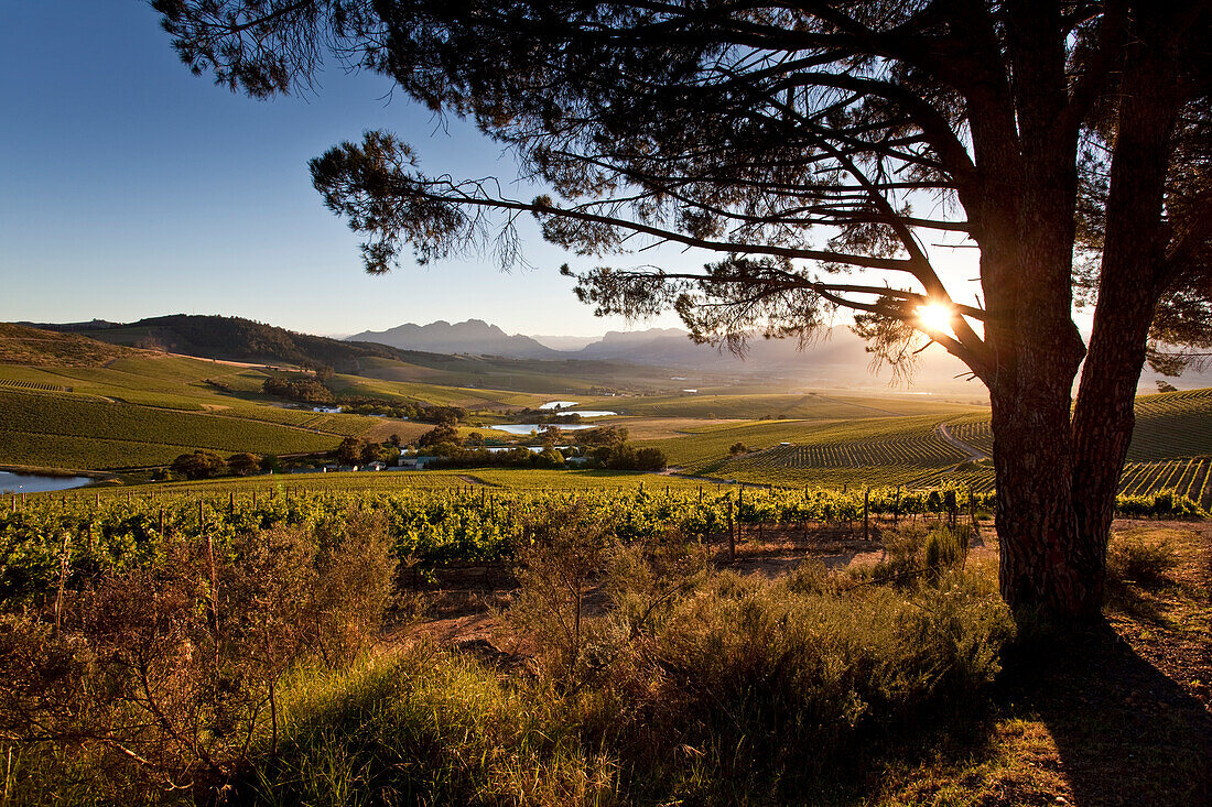 Blick über Weinberge des Weingutes Jordan bei Sonnenaufgang, Stellenbosch, Westkap, Südafrika, Afrika