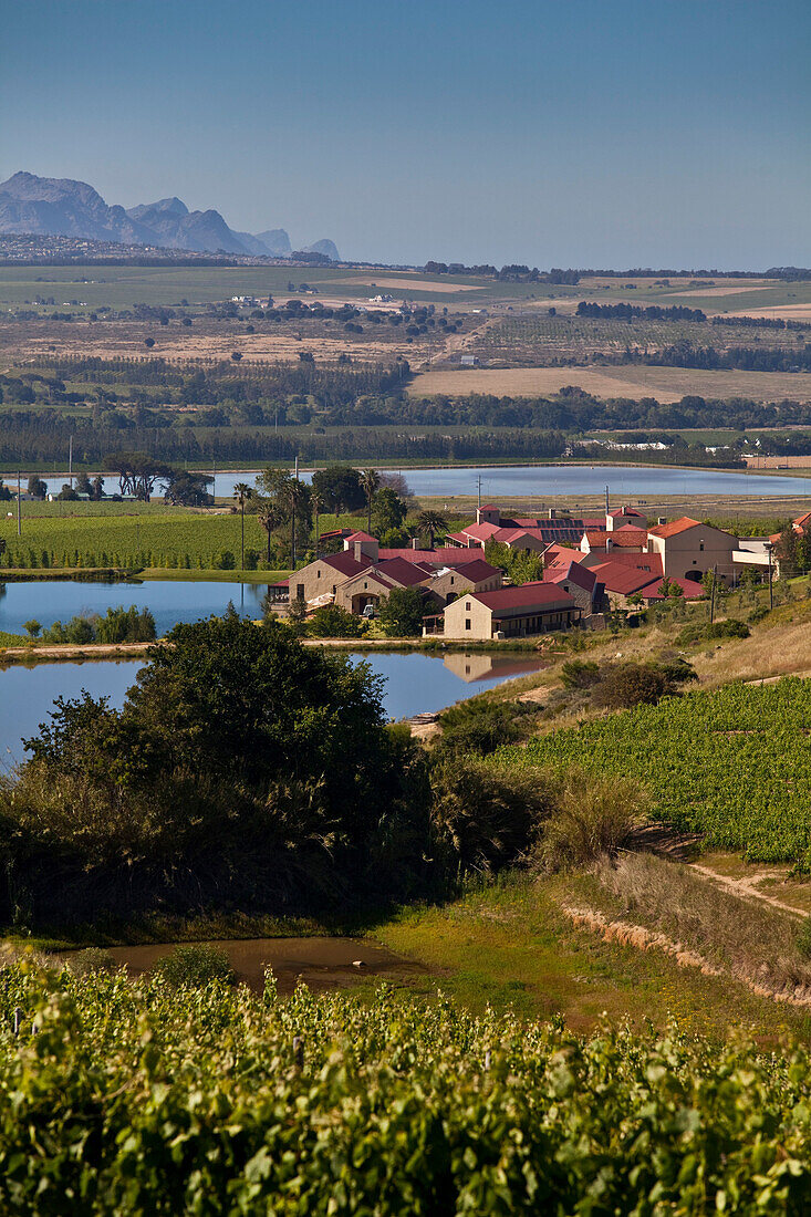 Blick über Weinberge des Weingutes Asara Wine Estate, Stellenbosch, Westkap, Südafrika, Afrika
