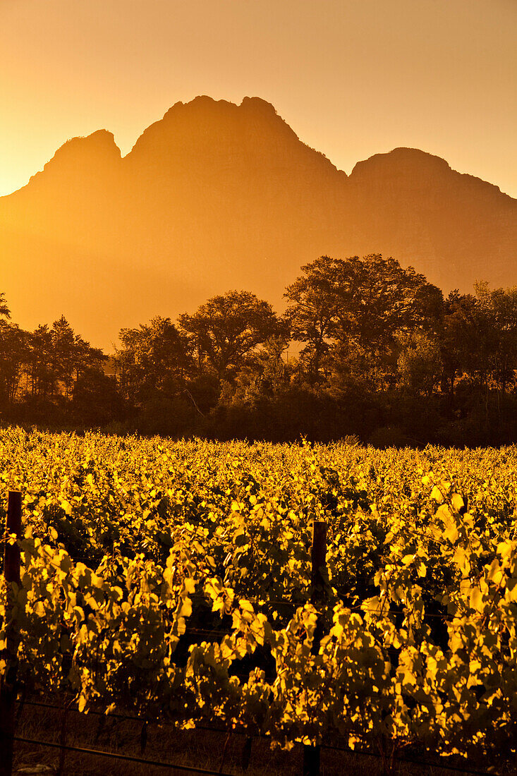 Blick über Weinberge des Weingutes Bellingham zum Simonsberg, Franschoek, Kapstadt, Westkap, Südafrika