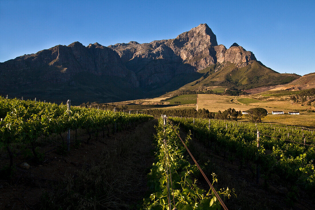 Blick über Weinberge des Weingutes Bellingham zur Gebirgskette Groot Drakenstein, Franschoek, Kapstadt, Westkap, Südafrika, RSA, Afrika
