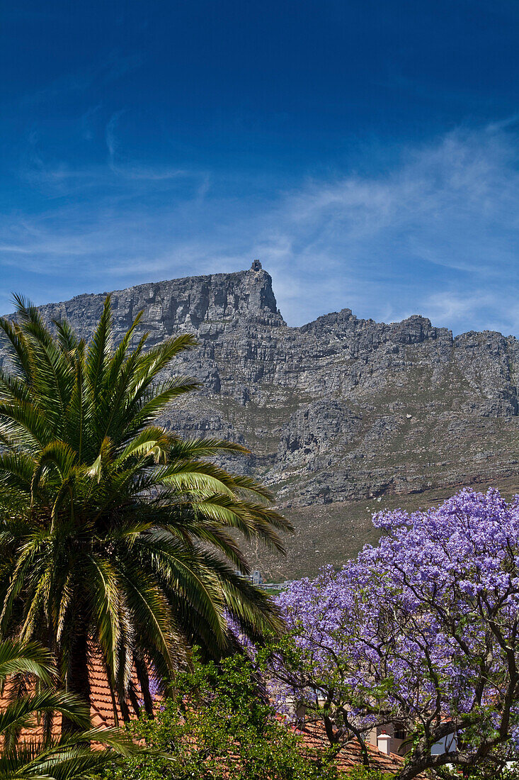 Blick auf den Tafelberg mit Jacarandabaum und Palme im Vordergrund, Kapstadt, Westkap, Südafrika